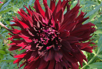 Hirschgeweih-Dahlien