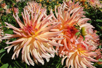 Beet- (Border-) Dahlien, Kaktus-Typen