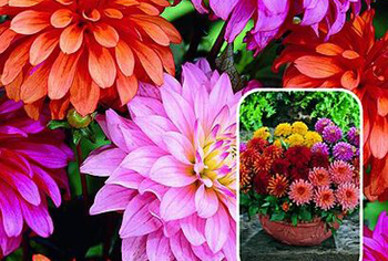 Gallery-Dahlien