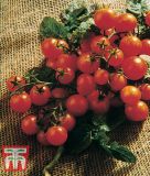 Ampeltomate "Pendulina Red" - Lycopersicon esculentum L.