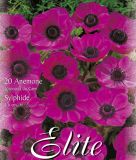 Anemone coronaria "De Caen Sylphide"