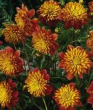 Anemonenbl�tige Dahlie "Honey"