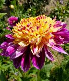 Anemonenbl�tige Dahlie "Paso Doble"
