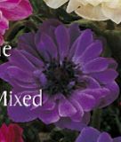 Anemone coronaria "St. Brigid Lord Lieutnant"