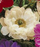 Anemone coronaria "St. Brigid Mount Everest"