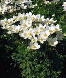 Anemone sylvestris