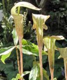 Arisaema nepenthoides