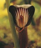 Arisaema speciosum