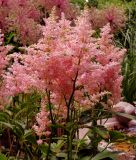 Astilbe arendsii "Cattleya"