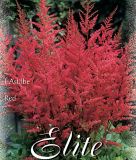 Astilbe arendsii "Feuer"