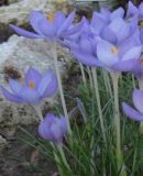 Crocus goulimyi (Herbstkrokus)