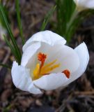 Crocus cartwrightianus"Albus" (Herbstkrokus)