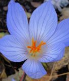 Crocus speciosus "Artabir" (Herbstkrokus)