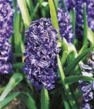 Hyacinthus orientalis "Crystal Palace"