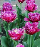 Gef�llte Crispa-Tulpe Mascotte