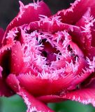 Gef�llte Crispa-Tulpe Mascotte