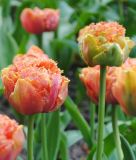 Gef�llte Crispa-Tulpe Sensual Touch