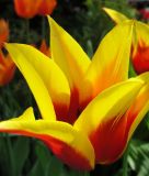 Lilienbl�tige Tulpe Synaeda King