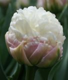 Gef�lltbl�hende sp�te Tulpe Ice Cream