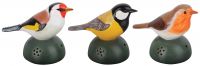 Begr�ssungsvogel