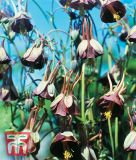 Aquilegia viridiflora "Chocolat Soldier" - Akelei