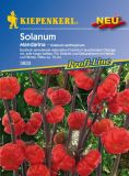 Solanum aethiopicum "Mandarina" - �thiopischer Nachtschatten