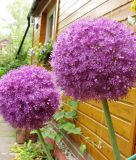Allium giganteum