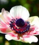 Anemone coronaria "De Caen Bicolor"