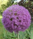 Allium "His Excellency"