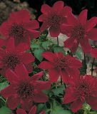 Anemonenbl�tige Dahlie "Purpinka"