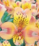Alstroemeria x hybrida "Saturne" (Inkalilie)