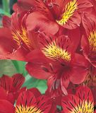 Alstroemeria x hybrida "Mars" (Inkalilie)