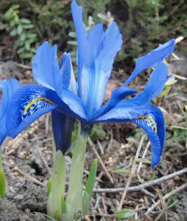 Iris histrioides "Major" Iris histrioides "Major"