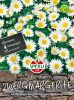 Chrysanthemum paludosum "SPERLING