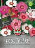 Dianthus plumarius "Sweetness" - Federnelke