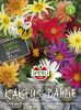 Dahlia variabilis "SPERLING