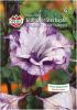 Datura metel var. fastuosa "SPERLING