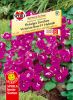 Impatients walleriana "Victorian Rose" F1 Hybride - Fleissiges Lieschen