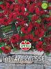 Monarda didyma "Panorama Rote T�ne" - Indianernessel