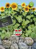 Helianthus annuus "American Giant" - Sonnenblume