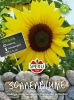 Helianthus annuus "Junior" F1 Hybride - Sonnenblume