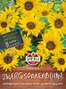 Helianthus annuus "Pacino" - Sonnenblume