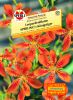 Belamcanda chinensis "SPERLING