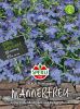 Lobelia erinus pendula "SPERLING