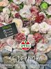 Papaver rhoeas "Engels Chor" - Seidenmohn