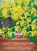 Primula veris - Echte Himmelsschl�ssel