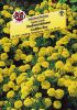Tagetes patula "Golden Boy" - Tagetes patula