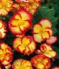 Begonia grandiflora "crispa marginata Gelb mit roter Umrandung"