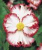 Begonia grandiflora "crispa marginata Wei� mit roter Umrandung"