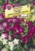 Nicotiana x sanderae "SPERLING